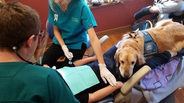 Jojo, el perro enfermera que ayuda a calmar a los niños de un dentista