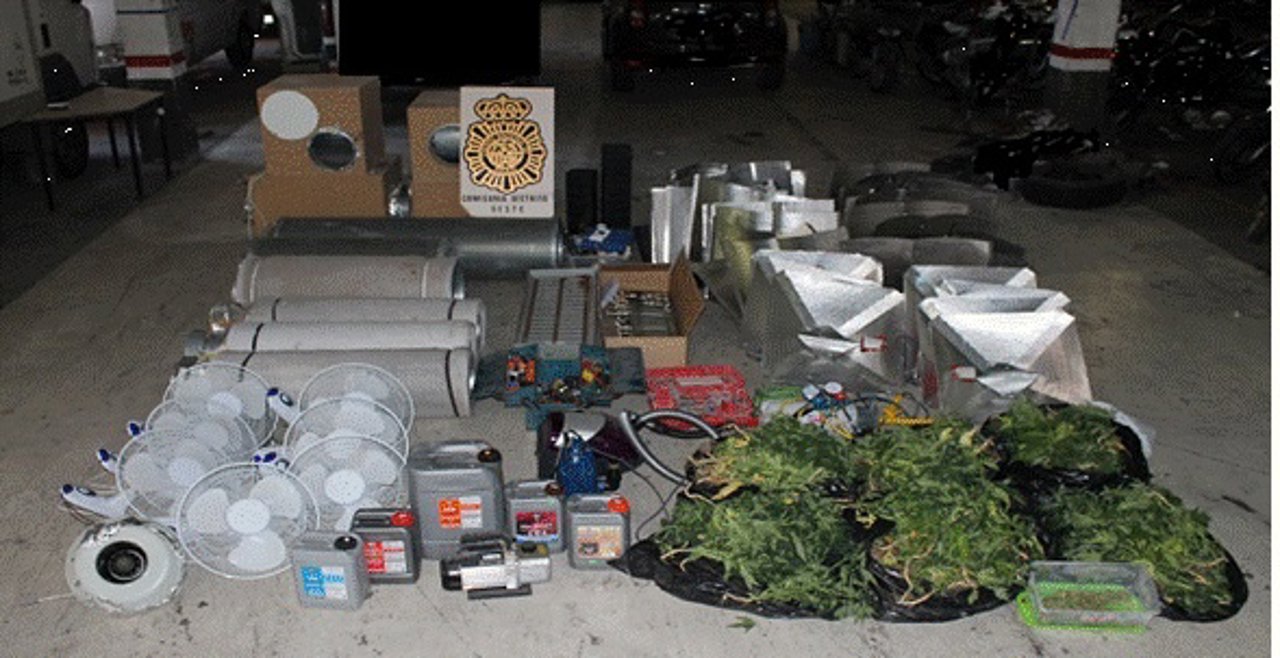 Plantación clandestina de marihuana incautada en una vivienda Policía Nacional