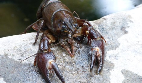 Cooperación y Desarrollo