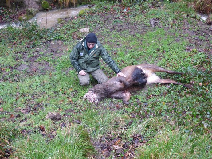 Ciervo matado por cazadores furtivos en el parque de Las Ubiñas-La Mesa