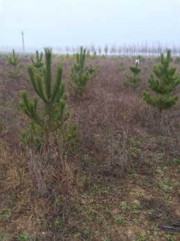 Árboles plantados en las fincas del Gobierno