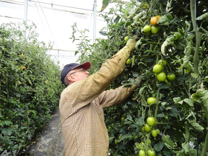 Un agricultor recoge tomates