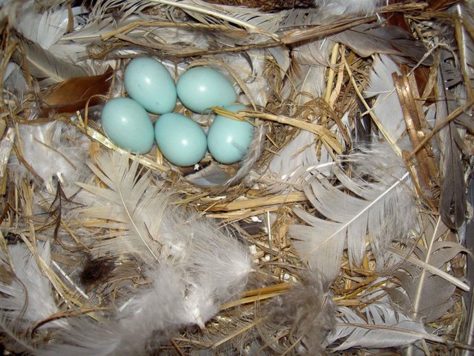 Demuestran el efecto antibacteriano de las plumas en la construcción de nidos
