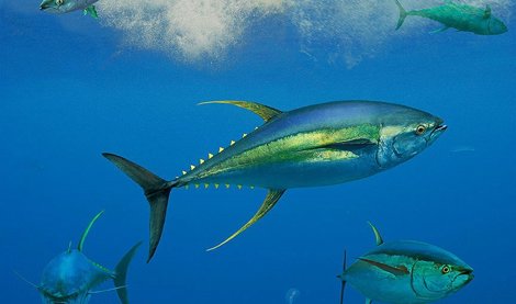 Cooperación y Desarrollo