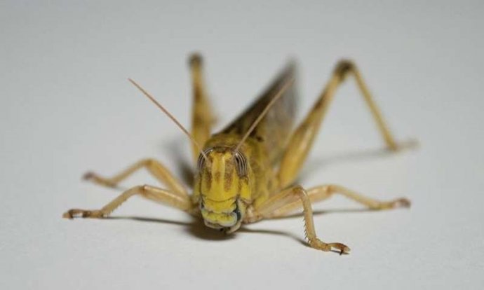 Langosta del desierto