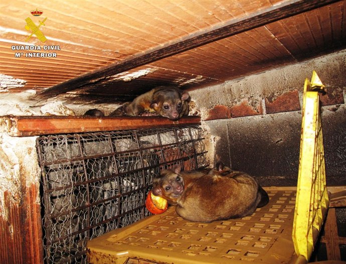 Kinkajoüs incautados por la Guardia Civil. 