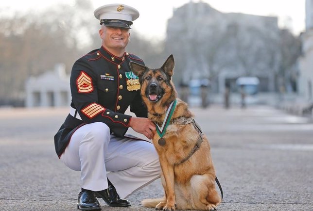 Lucca, el perro militar que perdió una pata en Afganistán, recibe medalla de hon