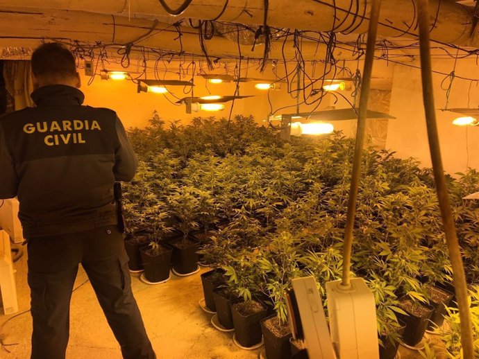 Plantación de marihuana localizada en Jayena