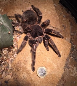 Ejemplar de una de las tarántulas llegadas a Terra Natura