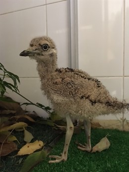 Especie protegida liberada en Mondragó