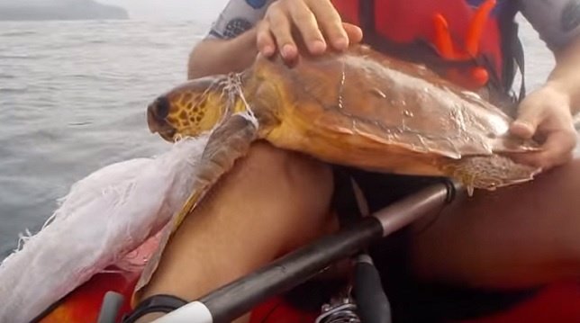 Una pareja logra salvar a una tortuga marina en apuros en Canarias