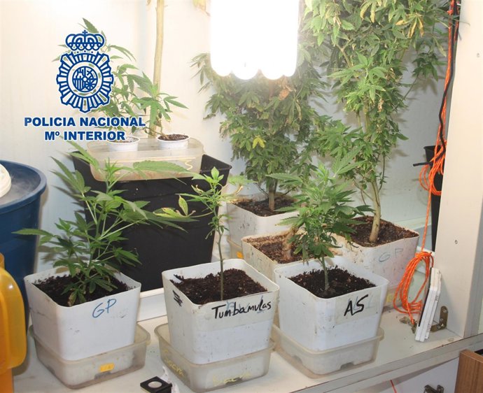 Plantas investigación del cannabis