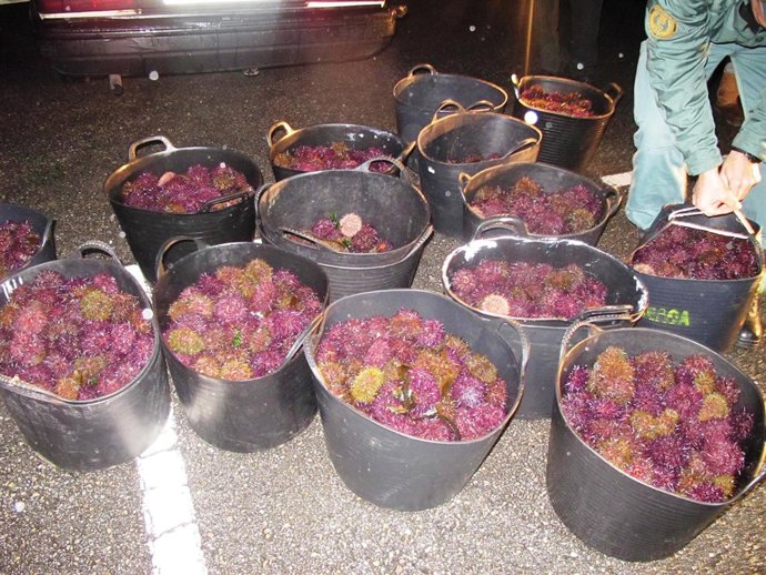 Oricios incautados tras sancionar a dos pescadores furtivos