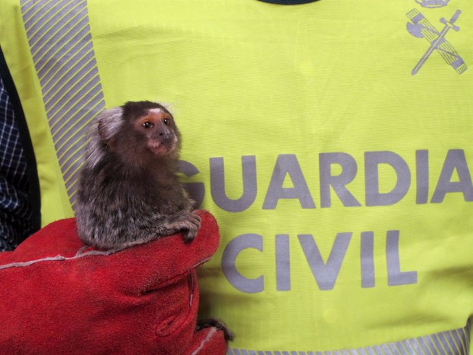 Un guardia civil sostiene uno de los monos tití intervenidos.