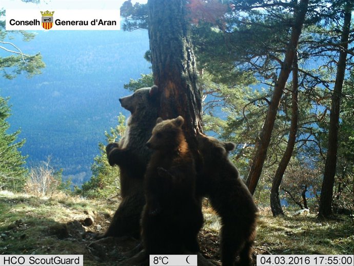 La osa Hvala y sus dos cachorros