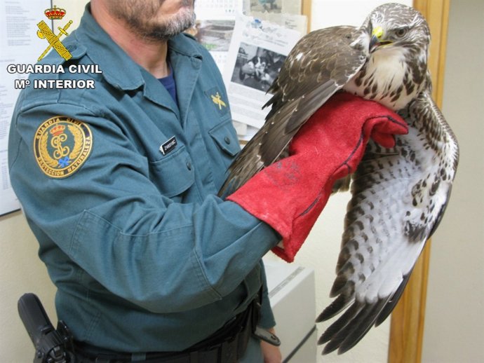 El ejemplar de ratonero común rescatado