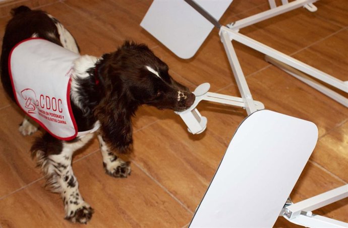 Un perro realizando una de las pruebas