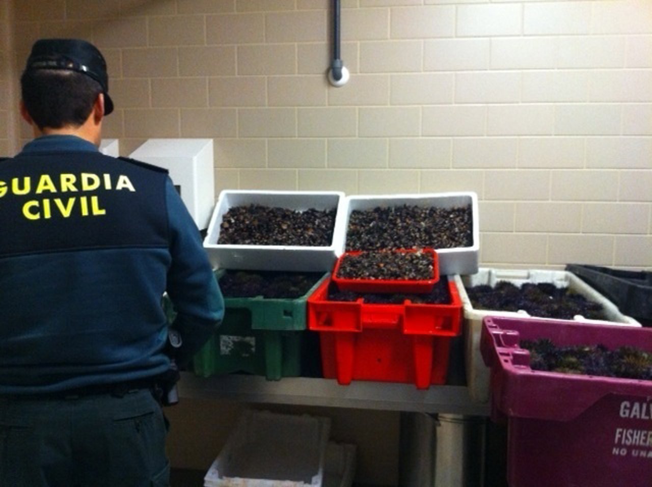 Erizos de mar y percebes intervenidos