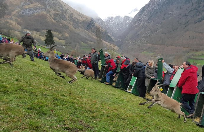 La Comunidad cede cabras para repoblar el Pirineo Francés