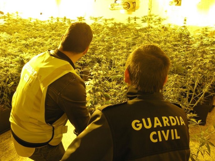 Agentes junto a la plantación de marihuana