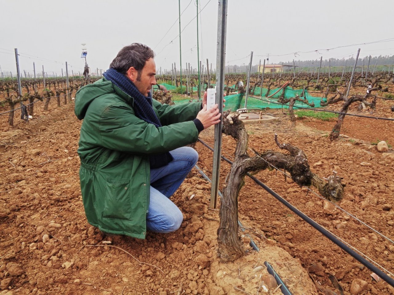 Trabajo sobre los viñedos