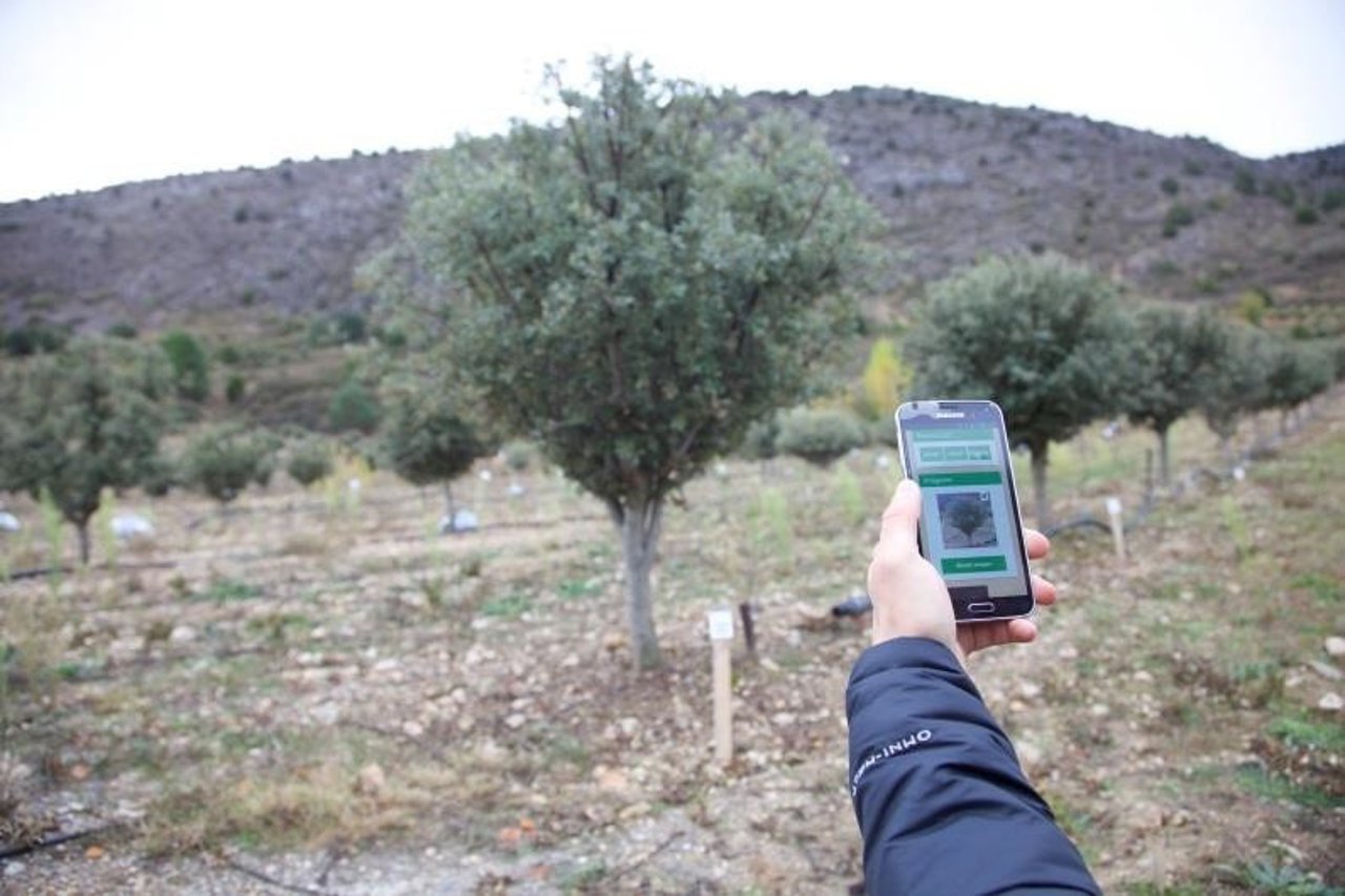 Consulta de la aplicación en una plantación