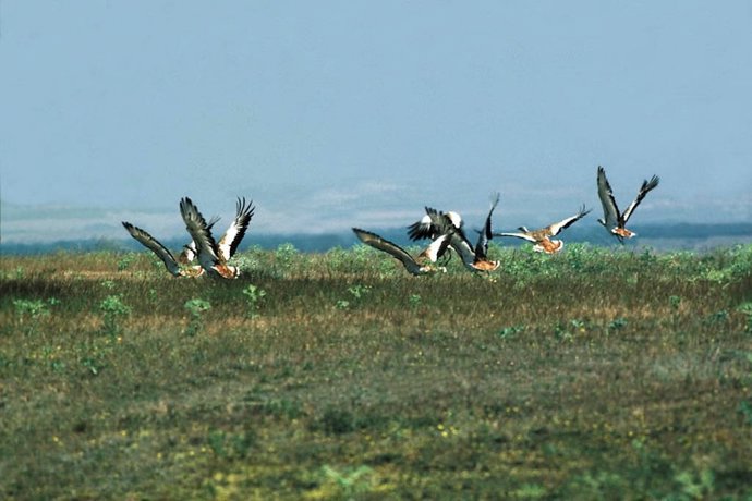 Especies de avutarda