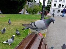 Palomas urbanas.