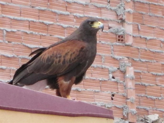 Los escolares conocen de cerca las aves rapaces