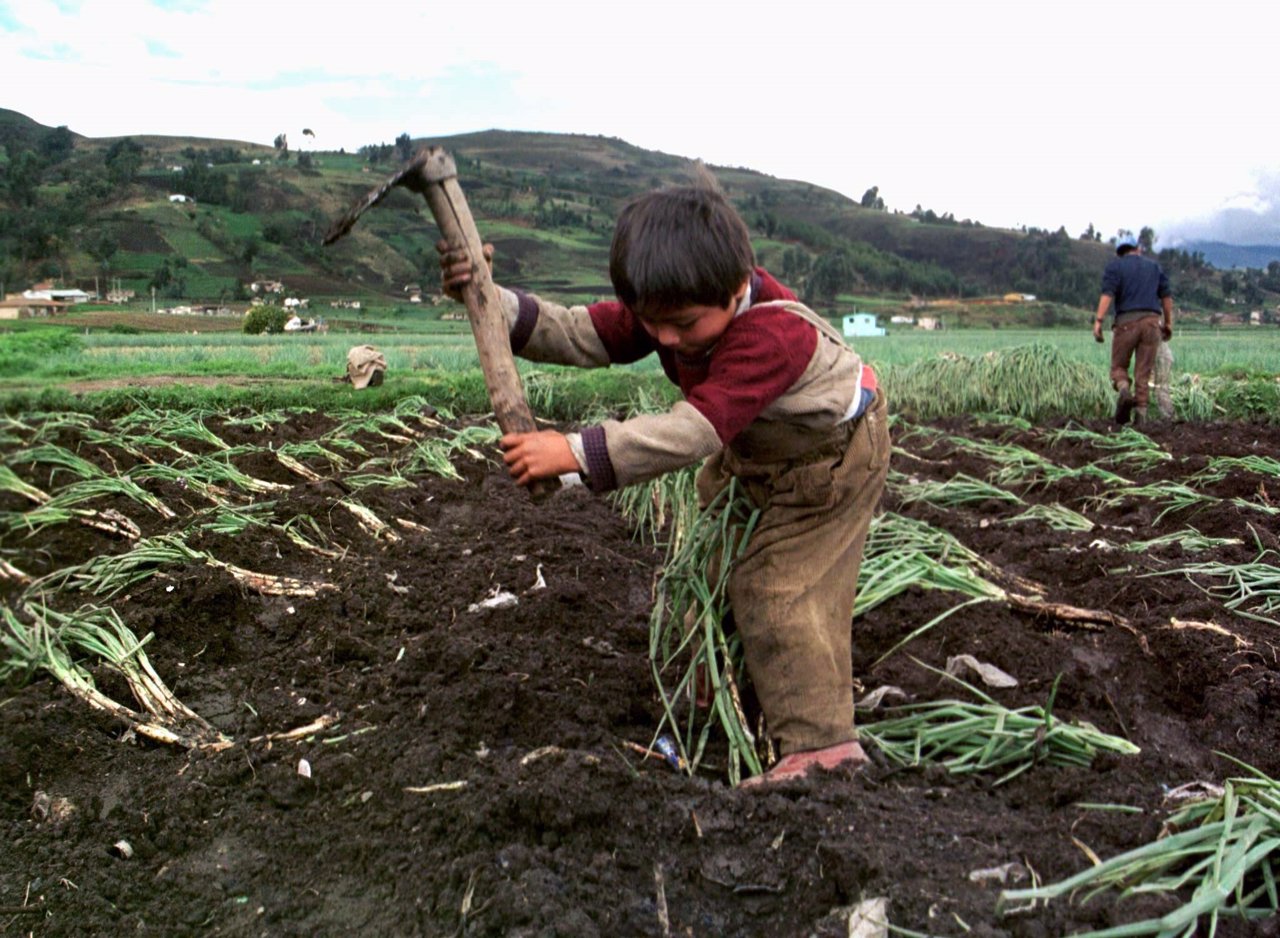COLOMBIA FEATURE CHILDREN ONION GROWERS.