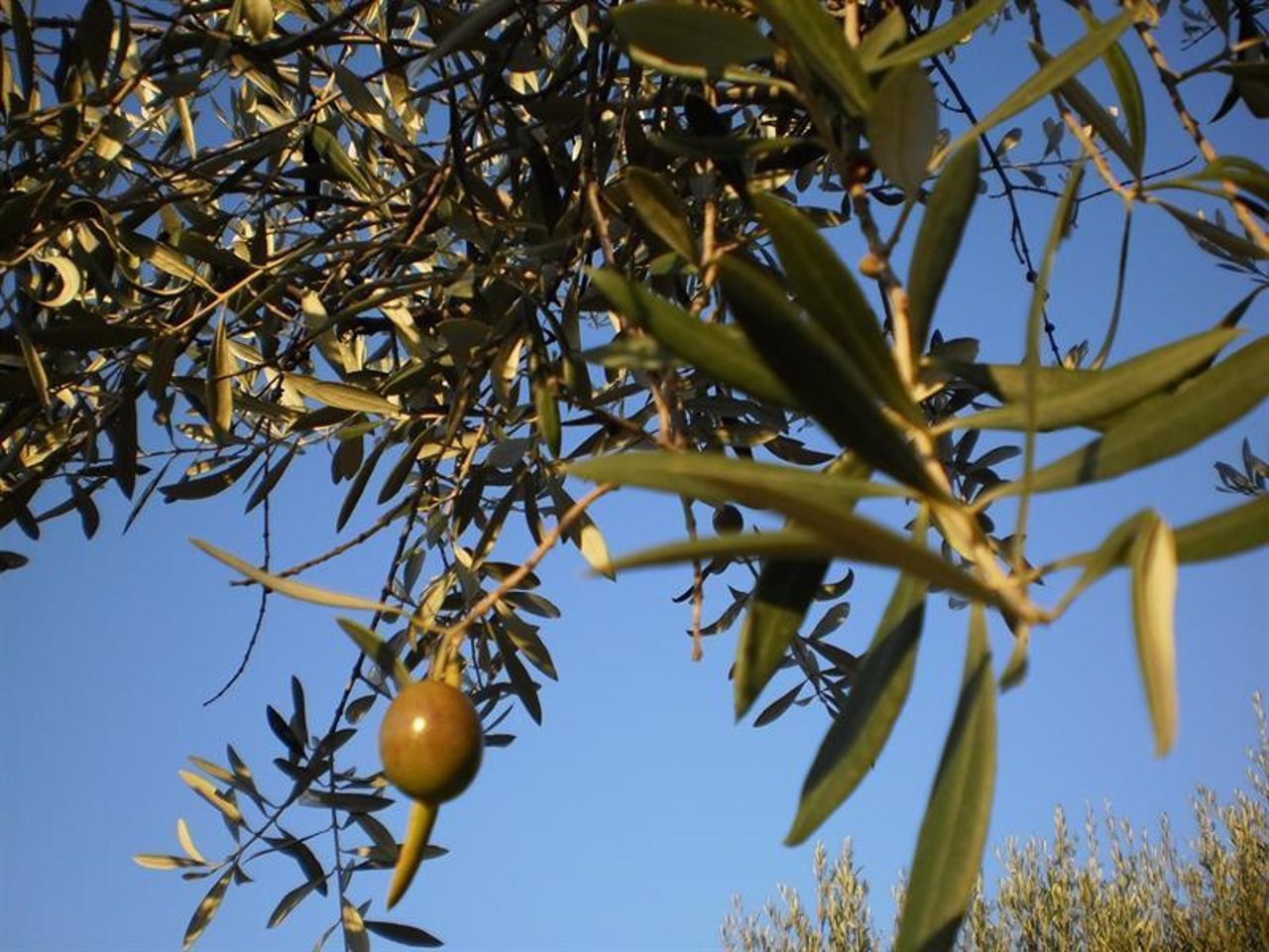Ramas de olivo, aceitunas