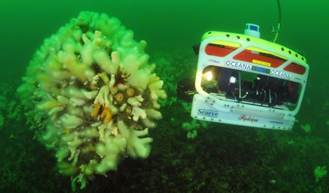 Cooperación y Desarrollo