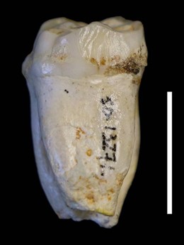 Diente de Neandertal del Sidrón