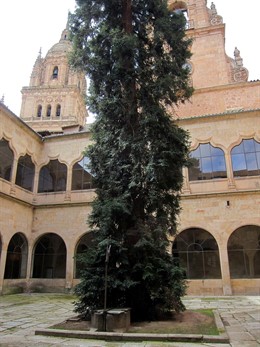  Secuoya En Las Escuelas Mayores De La USAL