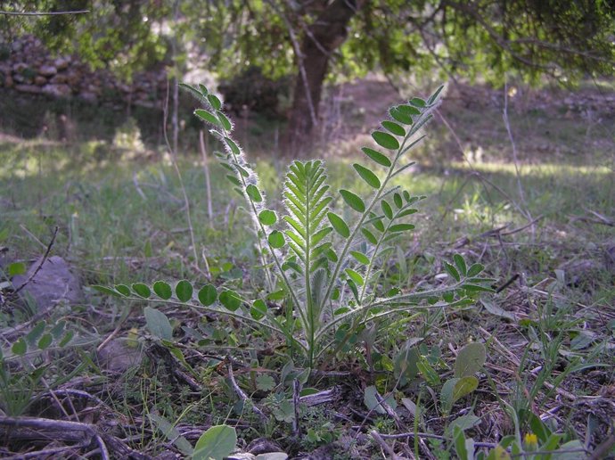 Imagen del garbancillo de Talante
