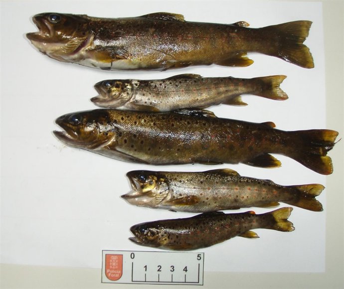 Ejemplares pescados por el hombre denunciado. 