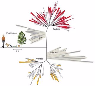 Nuevos grupos de bacteria expanden el árbol de la vida