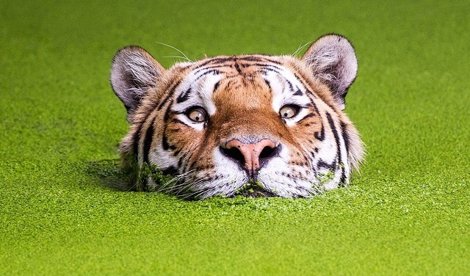 Cooperación y Desarrollo