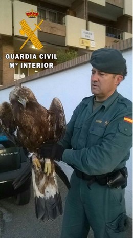 Aguila real