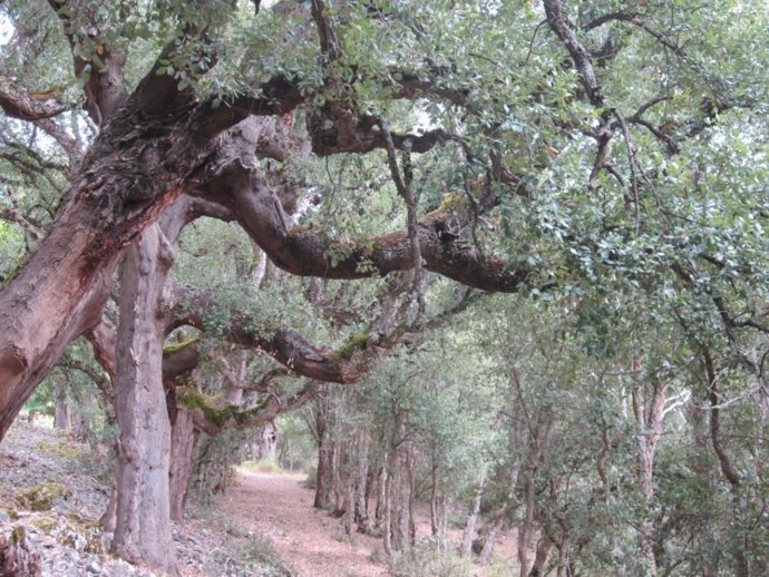 Imagen de la ruta por el entorno de  Carucedo (León).
