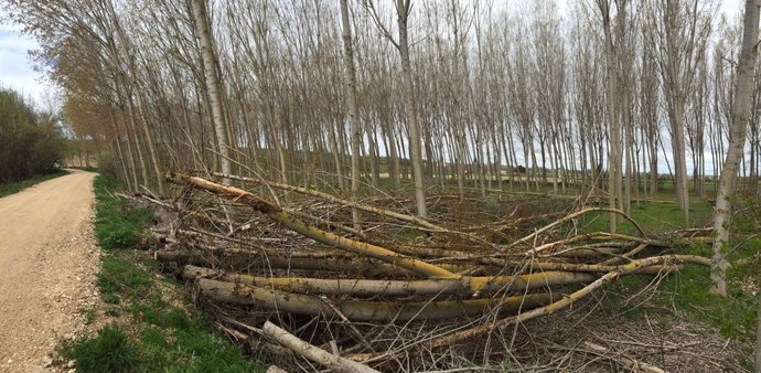 Estado de las choperas