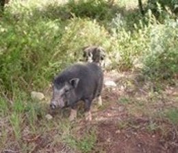Capturan a tres cerdos vietnamitas en Falset