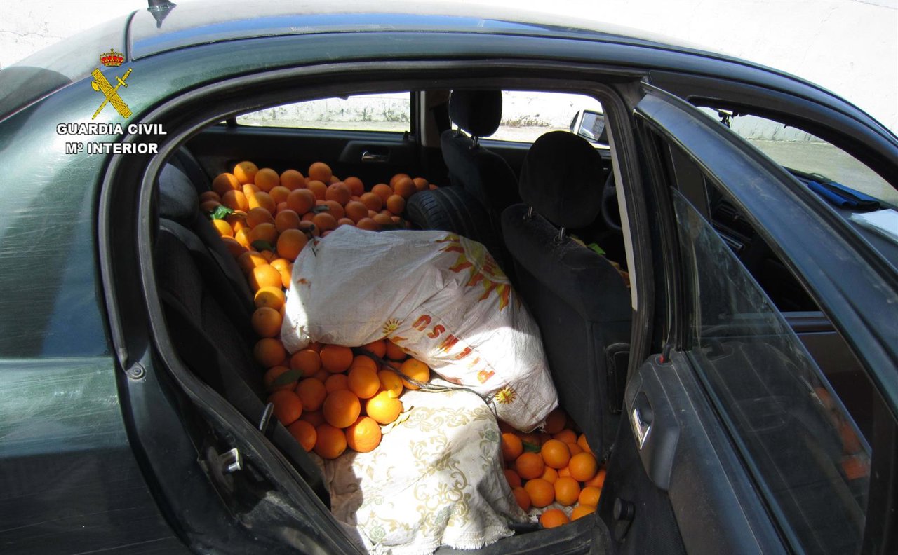 Naranjas intervenidas por la Guardia Civil. 