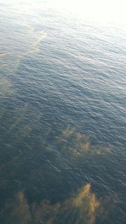 Imágenes de manchas de algas en la costa del sur de Gran Canaria 