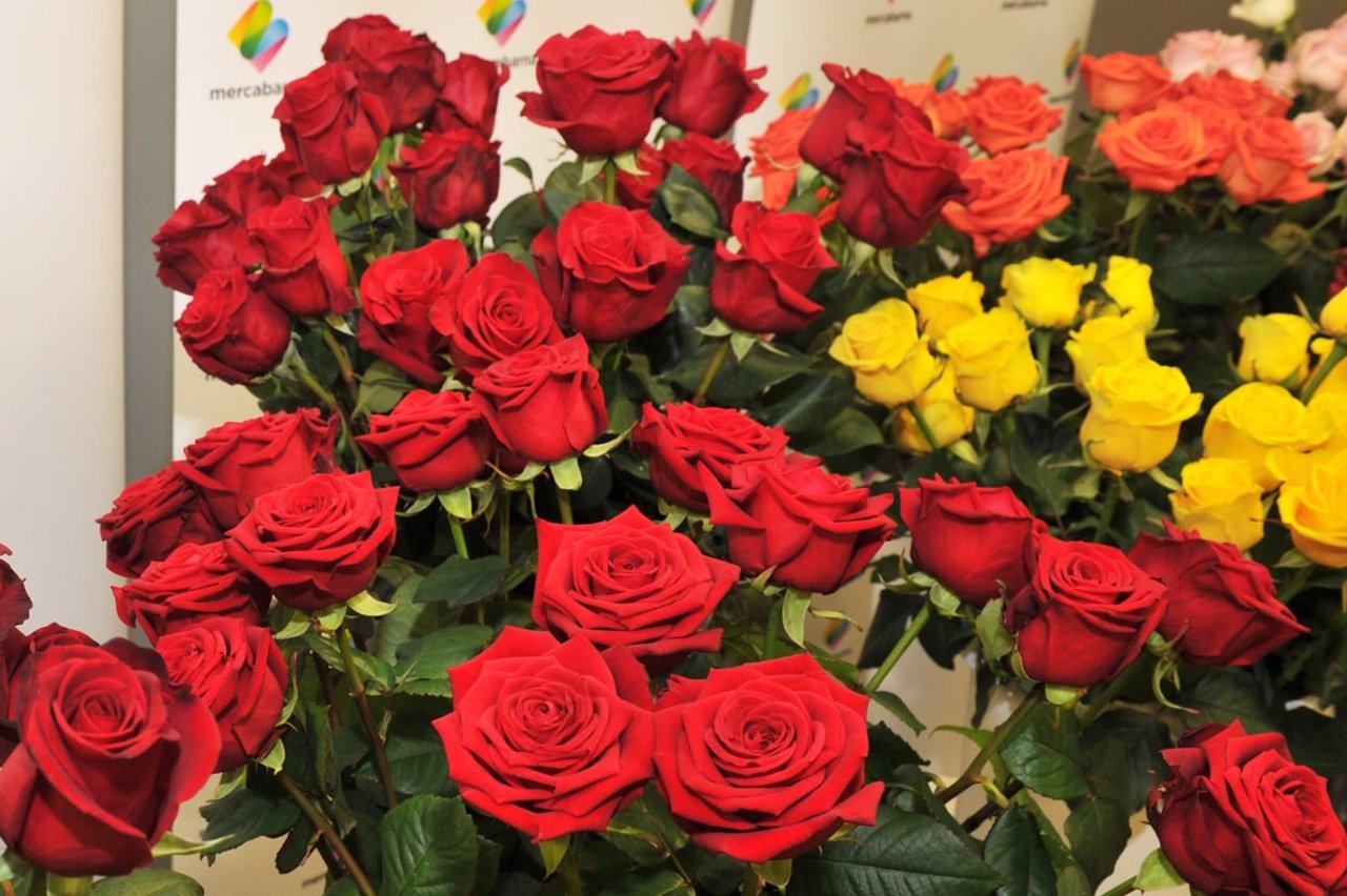 Rosas, flores, Sant Jordi