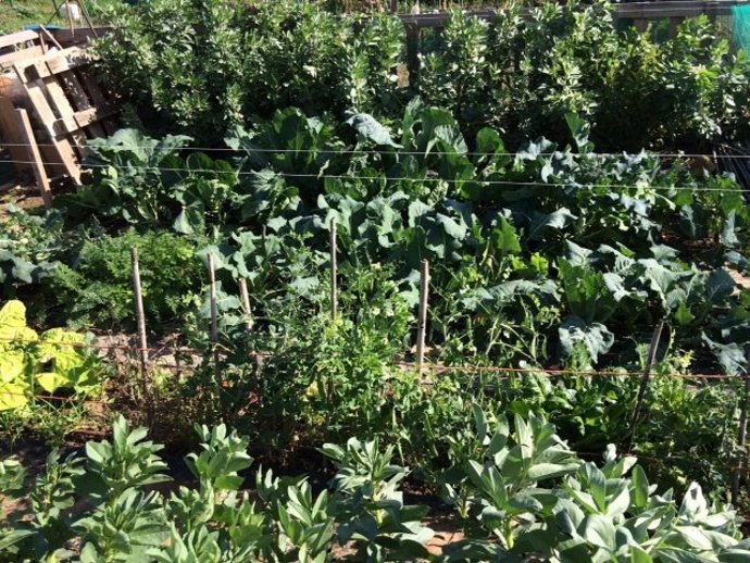 Imagen de un huerto urbano en el Alamillo