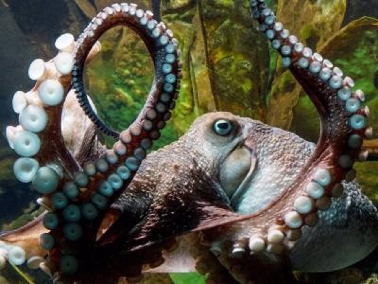 El pulpo Inky se escapa de un acuario de Nueva Zelanda