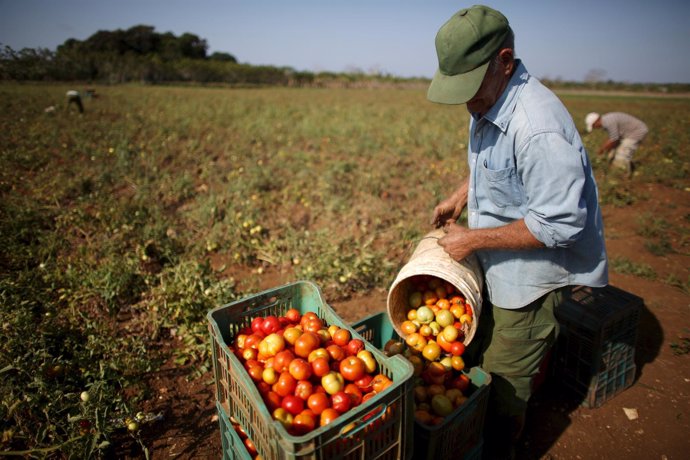 Agricultor cubano