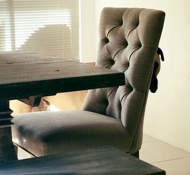 Conoce a Cyrus, el perro que no quita ojo a su dueña nunca