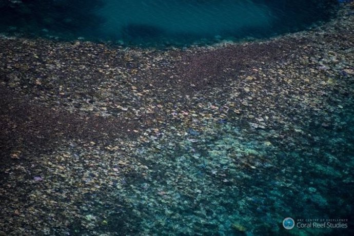 Blanqueo en la gran barrera de coral